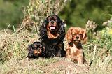CAVALIER KING CHARLES 693